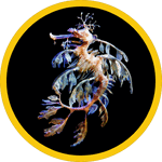 colorful sea dragon for swim team page