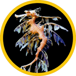 homeschool swim team sea dragons
